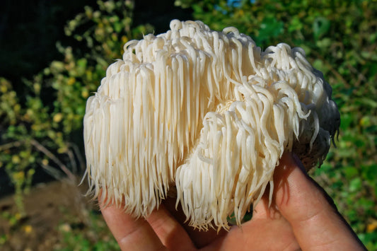 Lion's Mane Mushroom - The Ultimate Brain Boost