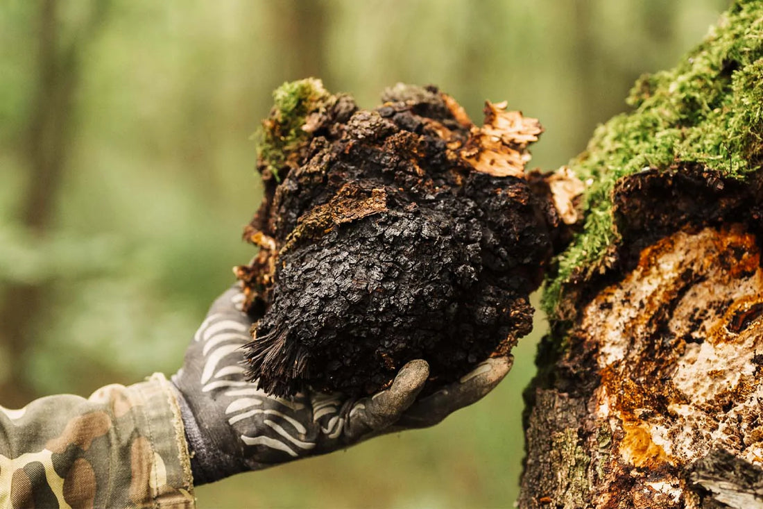 Chaga Mushroom - A Healthier You Inside & Out