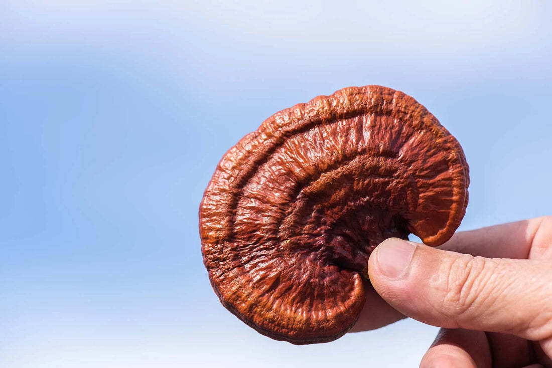 Reishi Mushroom - Feel Calmer, Sleep Better & Live Longer