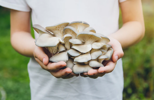 Oyster Mushrooms & Their Vast Array of Benefits